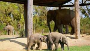 مرکز پرورش فیل چیتوان